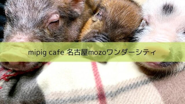 mipigcafe マイクロブタカフェ　名古屋
