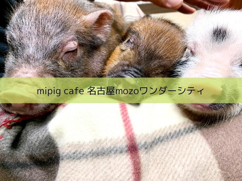 mipigcafe マイクロブタカフェ　名古屋